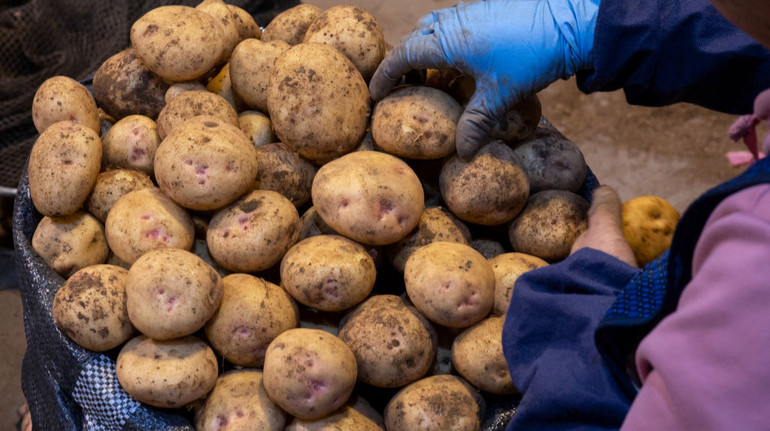 Цены на картофель в Украине снизились: сколько стоит овощ