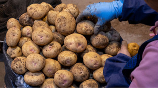 Імпорт картоплі в Україну підскочив на 431% торік: хто основні постачальники