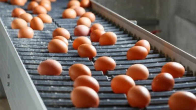 Україна збільшила експорт яєць