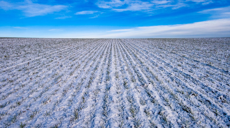 В Минэкономики рассказали, повредили ли большие морозы посевы озимых