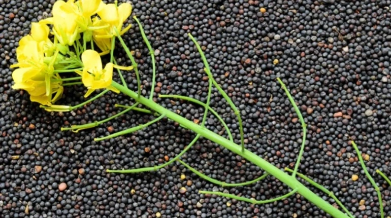 Переориентация агросектора: Украина увеличит экспорт рапсового масла в 2,7 раза