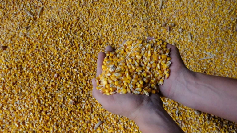 Аграрії лівобережжя Херсонщини продають зерно росіянам за безцінь