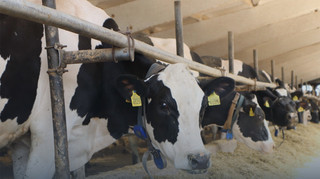 Украина открыла три новых экспортных рынка в Алжире: что будем продавать