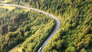 На Львівщині передадуть 176 га лісу для курорту власника ОККО – рішення облради