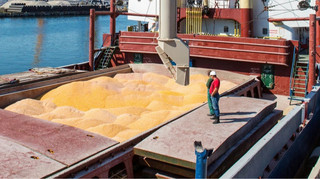 Украинская кукуруза ослабила позиции на рынке ЕС: какая причина