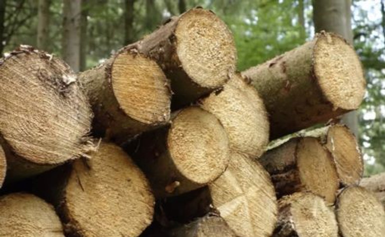 У Лісів України відсудили кошти за мовчання лісника про вирубки