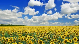 Украина впервые за много сезонов уступила России лидерство по экспорту растительного масла