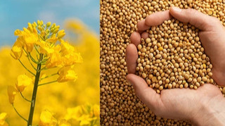 Украина увеличила экспорт рапсового и соевого масла