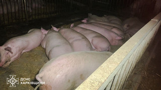 Враг ударил по агрофирме на Харьковщине: погибли десятки свиней