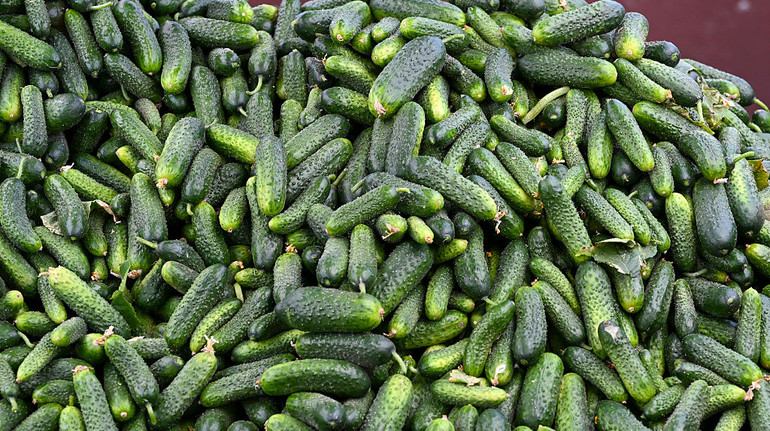 В Україні знизились ціни на огірки: скільки вони коштують
