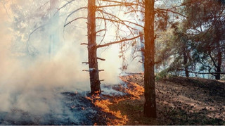 Агресія РФ призвела до безпрецедентної шкоди довкіллю: збитки перевищили 6 трильйонів