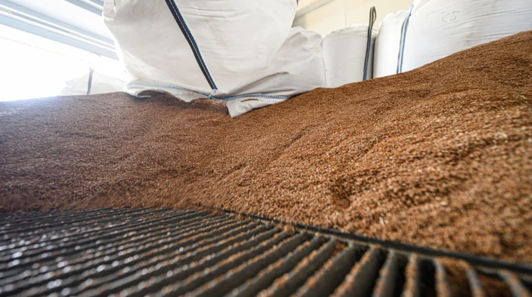 В правительстве спрогнозировали, что будет со стоимостью и наличием гречки в новом сезоне