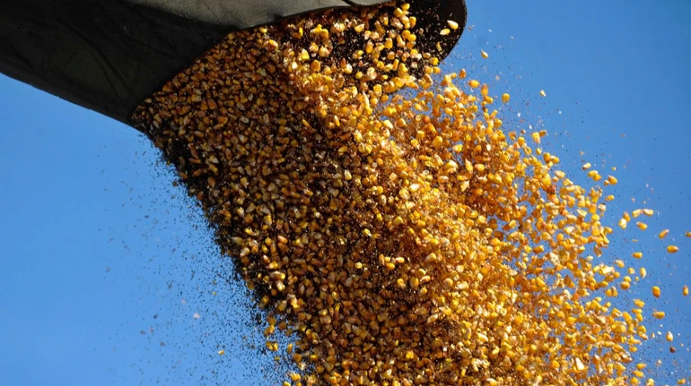 Виручка від агроекспорту зросла на понад 8%: що і кому продає Україна найбільше