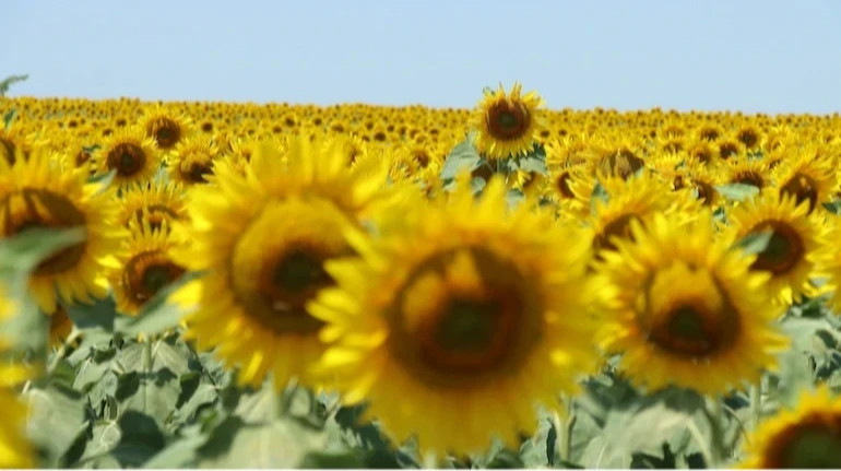 USDA уменьшило прогноз урожая подсолнечника в Украине