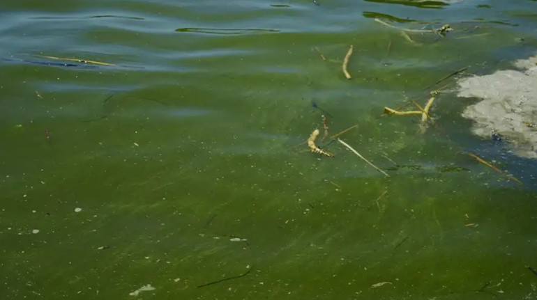 Акваторію найбільшого українського порту перекрили через витік олії