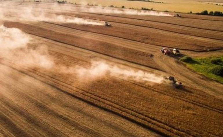 Аграрії зібрали рекордний врожай гречки