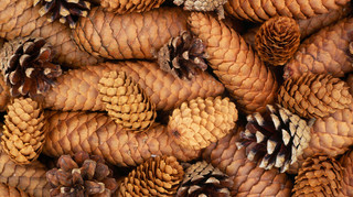 На Полтавщині з'явився комплекс з переробки шишок та насіння хвойних порід