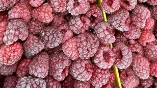 Малина по 200 гривень: кто зарабатывает на ягодном буме и почему он может закончиться