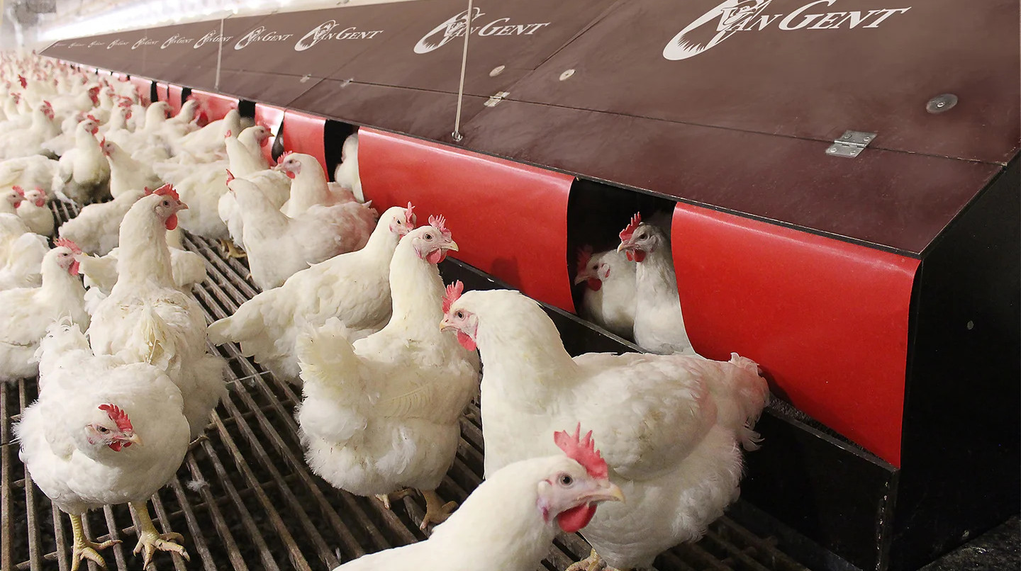 Технології в пташнику: як гнізда Van Gent підвищують ефективність ТОВ Агро-Овен