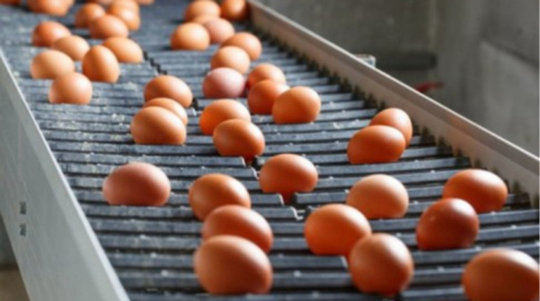 Торік Україна експортувала два мільйона яєць