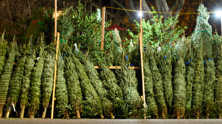 Леса Украины продало уже более 17 тысяч рождественских елок: какая средняя цена