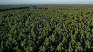 Уряд ухвалив низку рішень для розвитку лісової галузі