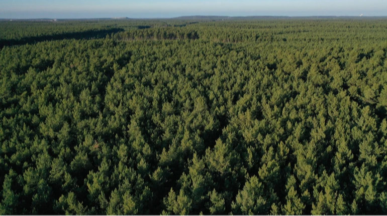 Правительство приняло ряд решений для развития лесной отрасли