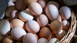 Україна заробила на експорті яєць в 2,6 рази більше, ніж торік