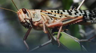 Саранчу уничтожили, но угроза осталась: когда ее ждать