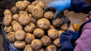 Картофель в Украине постепенно дешевеет из-за увеличения предложения