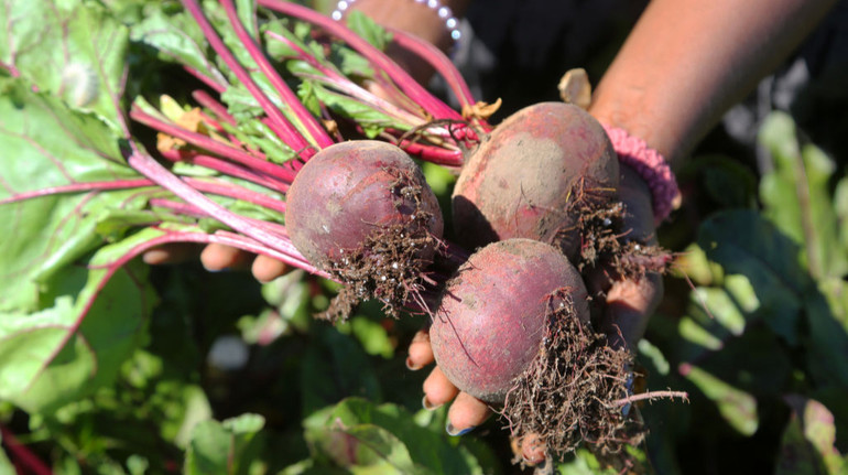 В Украине дорожает один из овощей борщевого набора