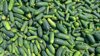 Нетипично для начала декабря: в Украине начали снижаться цены на огурцы