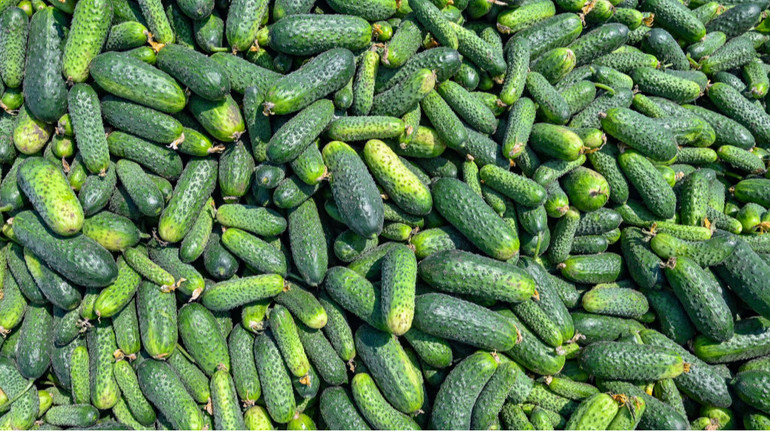 Нетипично для начала декабря: в Украине начали снижаться цены на огурцы