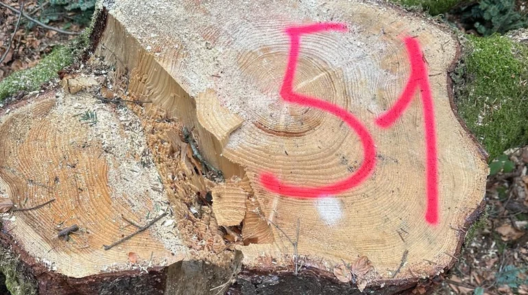 На Буковині посадовця лісгоспу підозрюють в організації незаконної рубки дерев в заповіднику