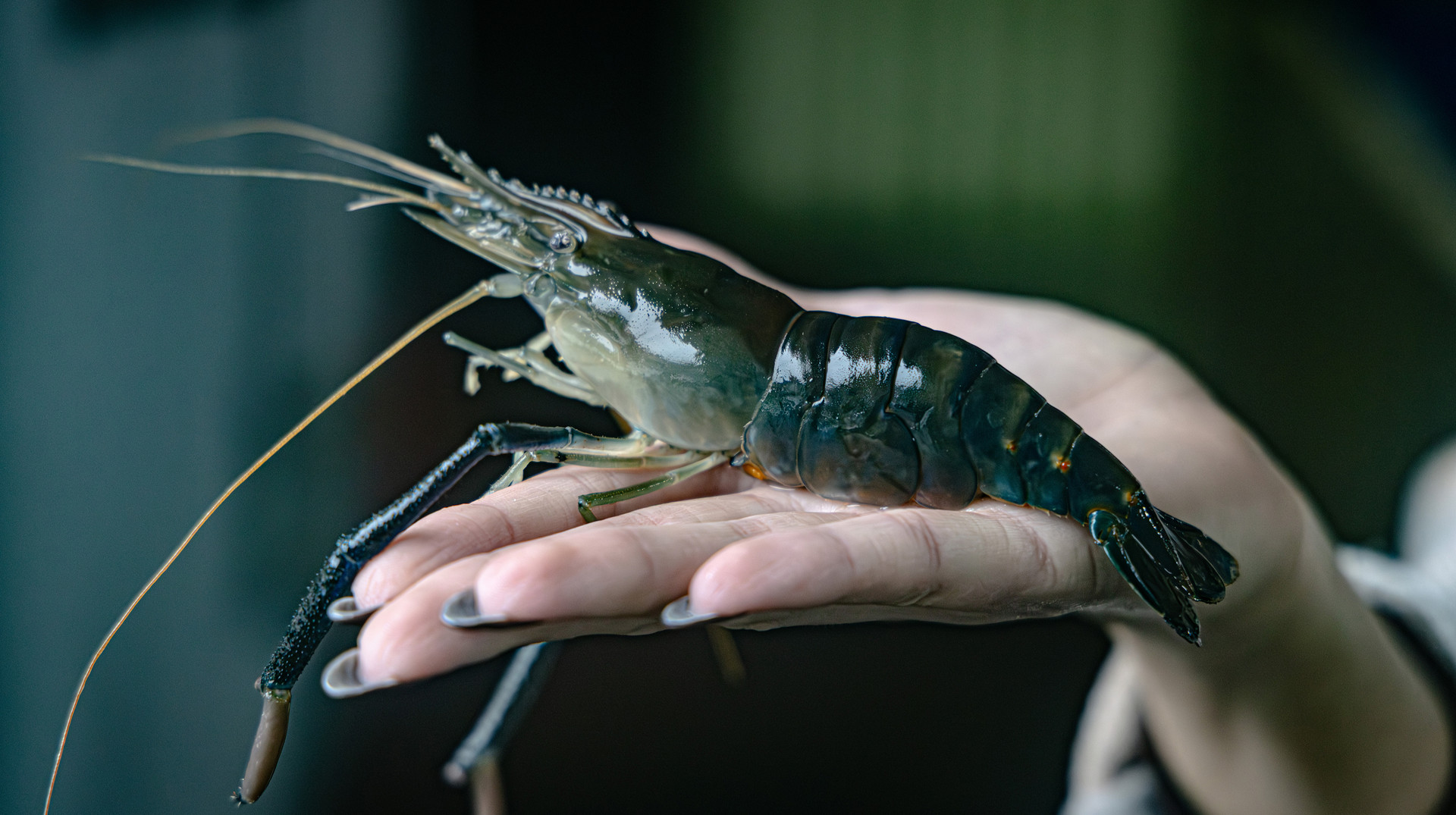 Від антиквара у Ватикані до власника ферми: як українець вирощує найбільшу креветку у світі