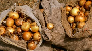 Цибуля в Україні стрімко дешевшає: яка актуальна ціна