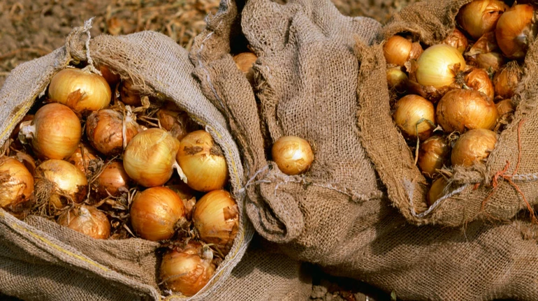 Цибуля в Україні стрімко дешевшає: яка актуальна ціна