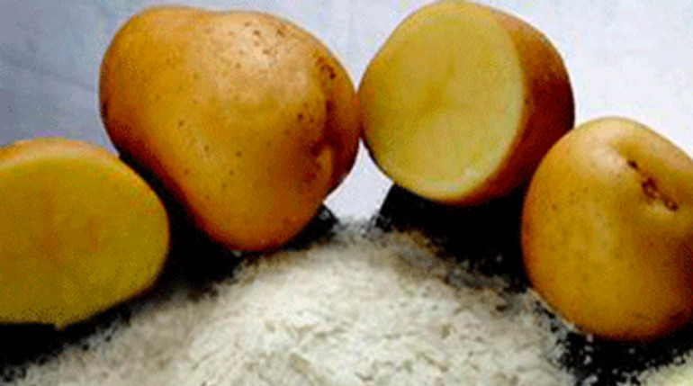 На Волині збудують завод з виробництва сухого картопляного пюре