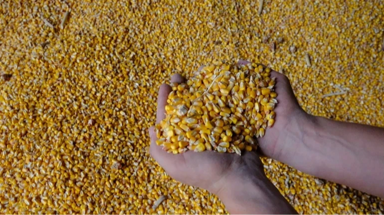 Уряд пообіцяв аграріям доступні кредити під заставу зерна