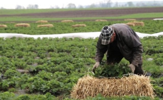 Самі собі монополія. Як кооператив на Тернопільщині опалює домівки малиною