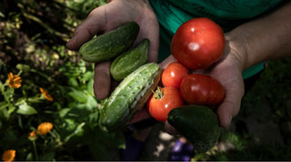 В Украине прогнозируют рост цен на хлеб, овощи, крупы и яйца: в ВАР назвали причины