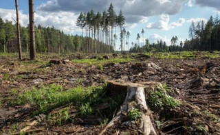 Фокус з кругляком: чому не припиняються незаконні вирубки лісу