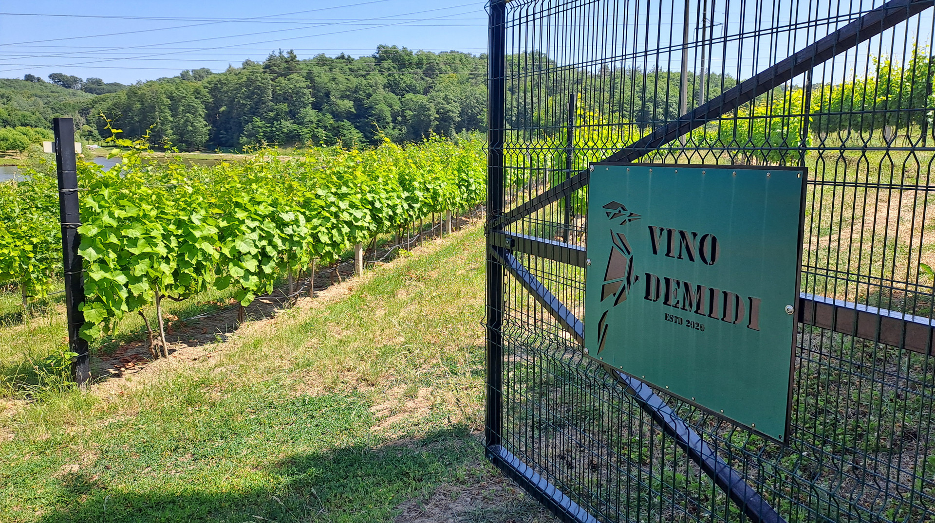 Виноробня Vino Demidi: як підприємець з Київщини перетворює село на винний курорт