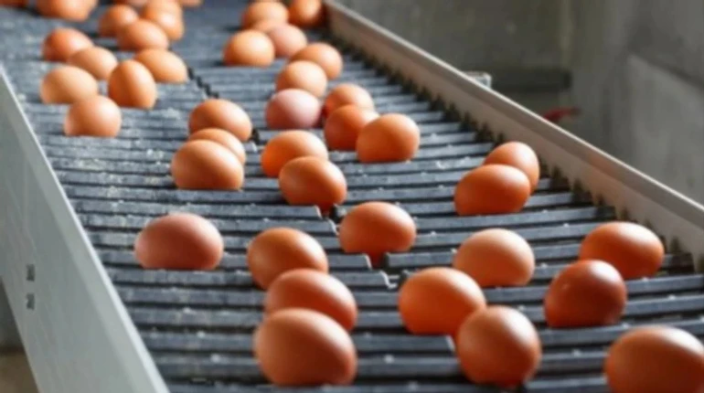Украина в марте экспортировала рекордный объем яиц за последние 5 лет