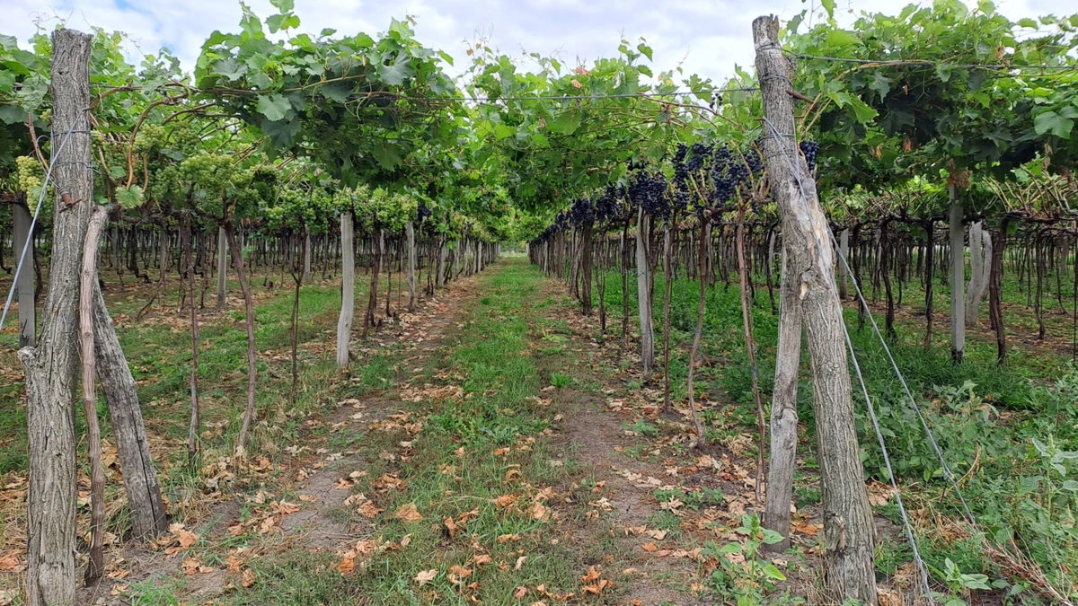 Виноградник типа пергола трудно обрабатывать, однако он дает лучший урожай