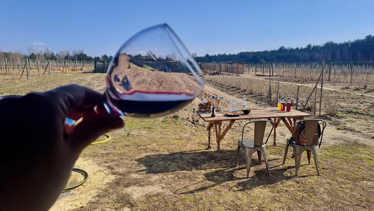 Одеський чорний – флагманський сорт українського виноробства