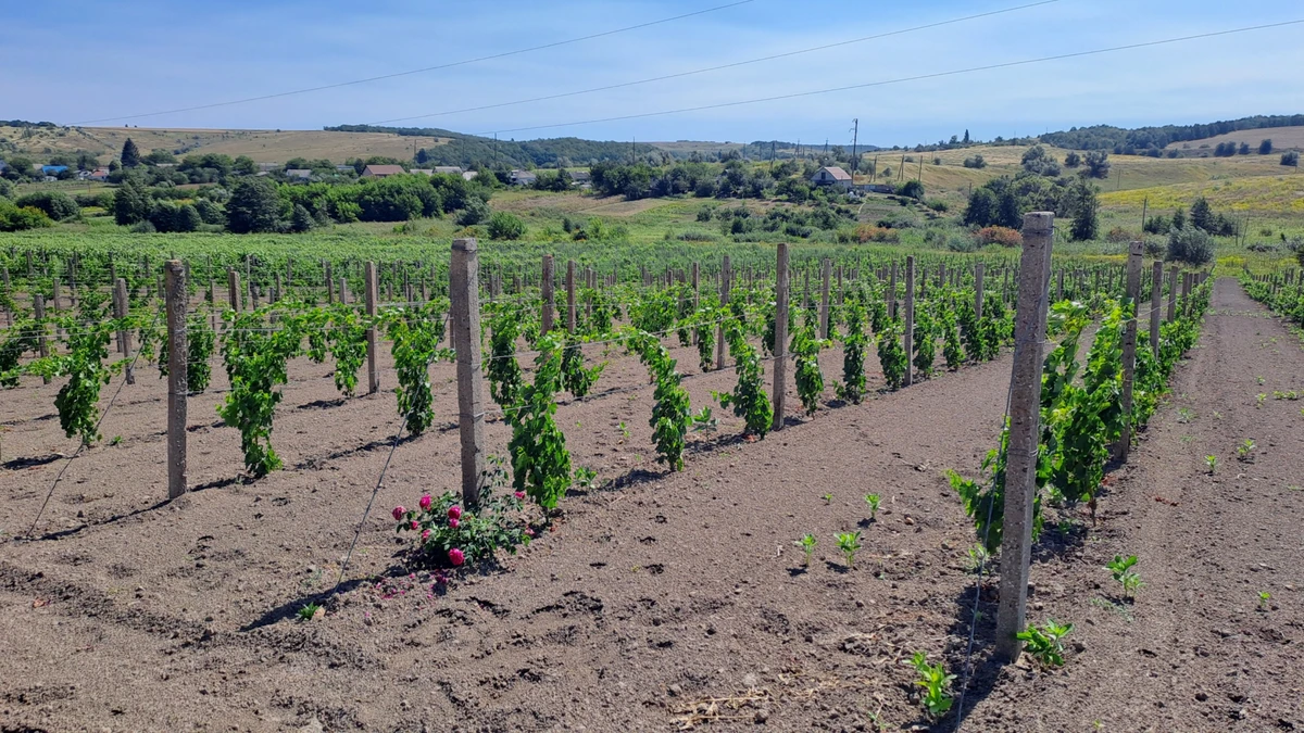 На землях Lehlych Winery высажены украинские лозы и 8 тысяч итальянских саженцев