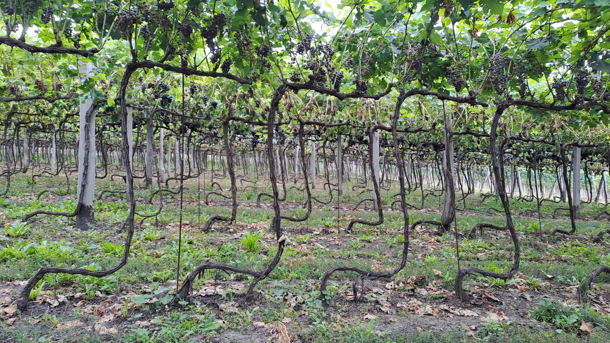 Виноградник типу пергола важко обробляти, проте він дає кращий урожай