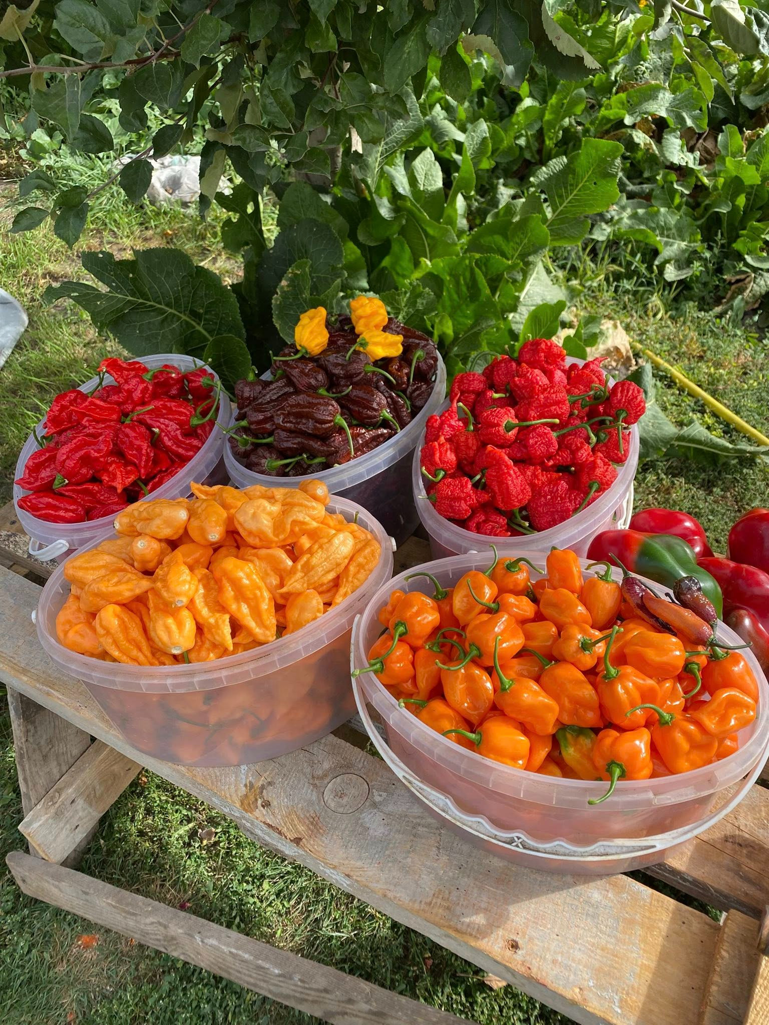 Перець власного вирощування