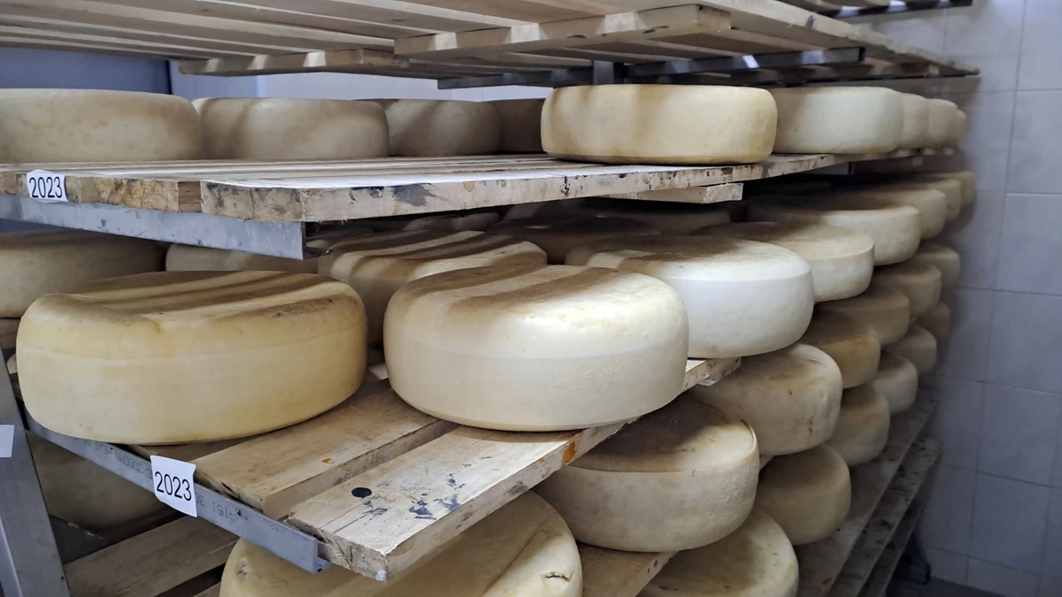 В сырном банке фермы одновременно хранится 10 тонн продукции